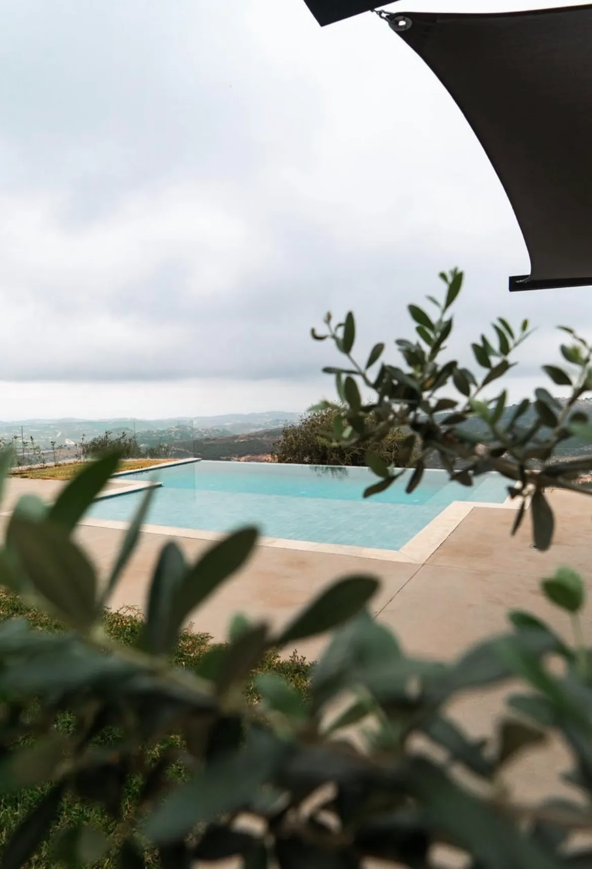 Olive — photo 2